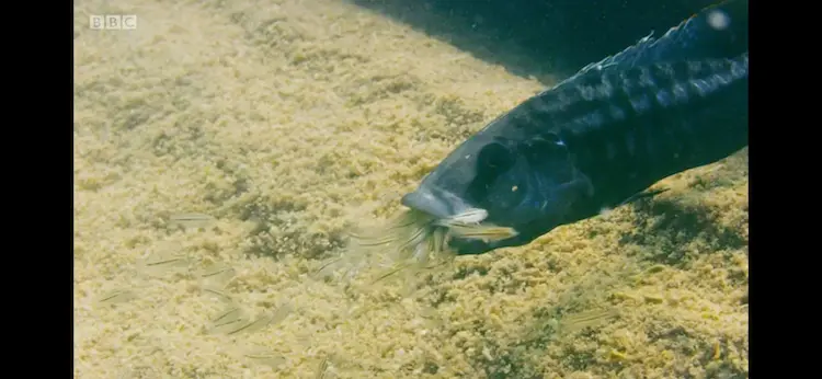 Big-mouth hap (Tyrannochromis macrostoma) as shown in Seven Worlds, One Planet - Africa